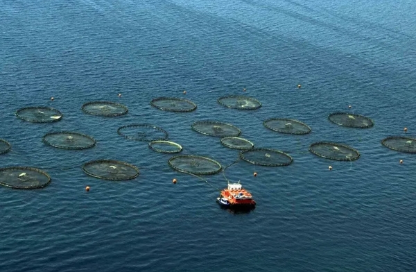 Muğla'nın su ürünleri ihracatı ilk yarıda 422 milyon dolara ulaştı