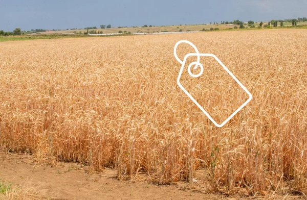 Global food prices hit 3.5-year high as cereal and oil markets tighten