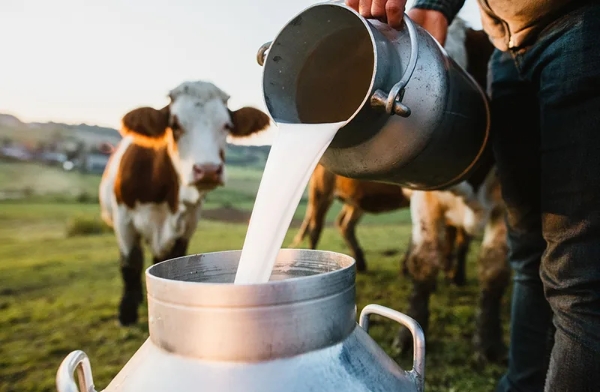 Lower alfalfa prices ease raw milk production costs in Türkiye
