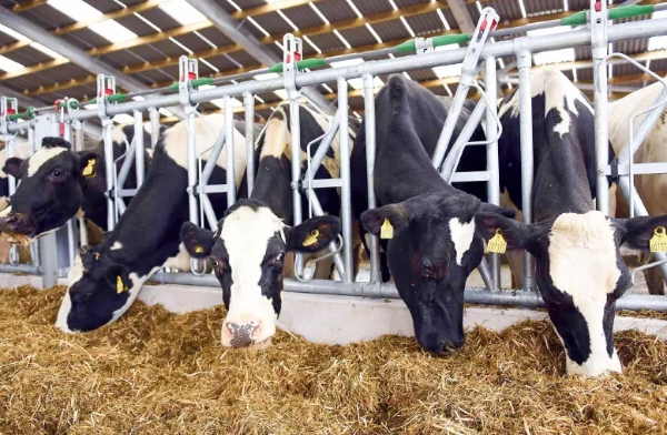 Counting the cost of heat stress