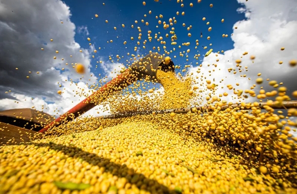 Brazil’s historic soybean record: Bumper harvest tests global parities and storage logistics