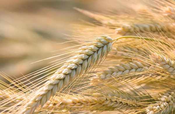 Russia suspends grain export duties through end-2026