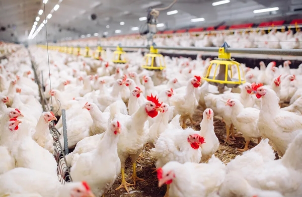 Kemin Biologics addresses emerging Newcastle disease Genotype VII at 2026 Respiratory Integrity Forum