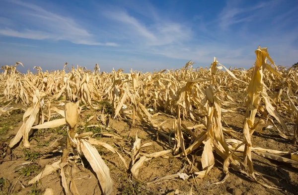 EU drought alert: Maize imports projected to top 26 million tons