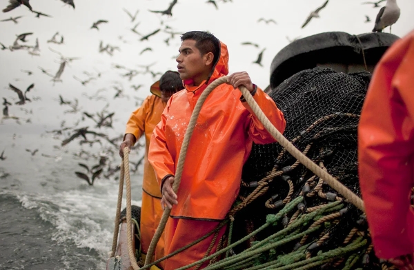 Global fishmeal and fish oil supply drops to 10-year low as El Niño disrupts marine ingredients