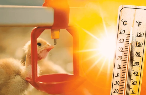 Heat stress in poultry and practical mitigation strategies