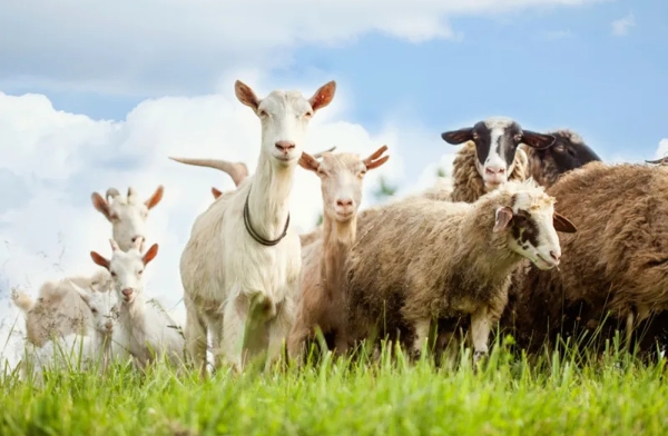 EU livestock numbers continue decade-long decline across key sectors