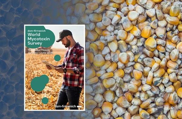 Global mycotoxin survey reveals widespread co-contamination and persistent feed safety risks