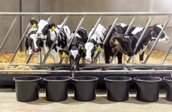 Patented Sprayfo Ultimo strengthens innovation in calf nutrition through its technology