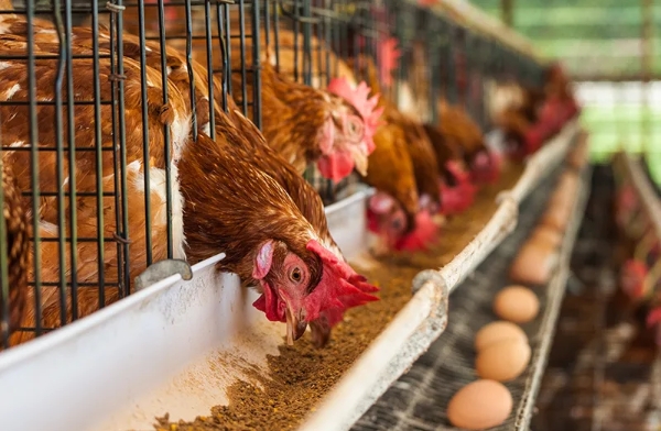 Hidden threats in the henhouse – how controlling endotoxins keeps breeders productive