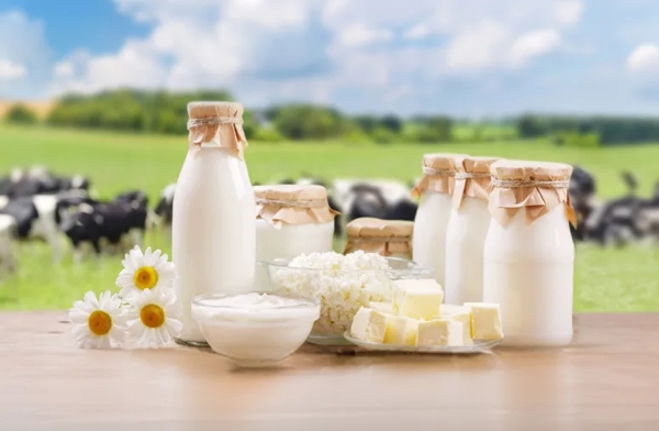 Turkey’s collected cow milk output reaches 995K tonnes in June
