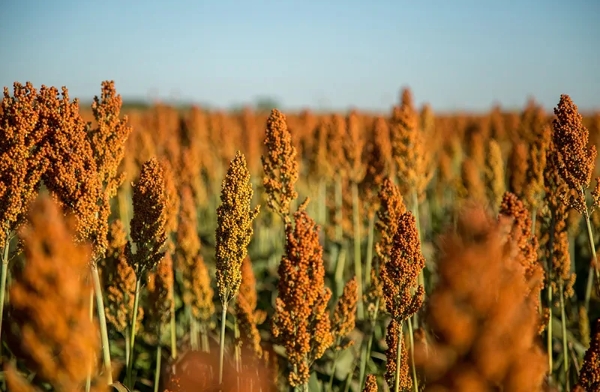 Global feed industry calls for market transparency at China grain seminar
