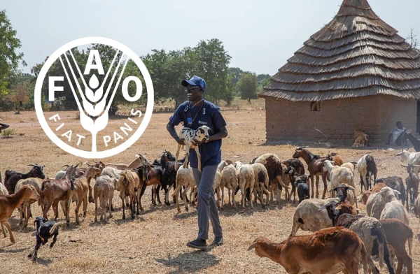 FAO launches new global model to curb transboundary animal diseases