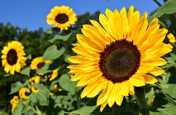 Türkiye advances lower import tariff schedule for oilseed sunflower