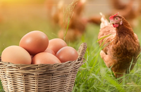 Turkey’s poultry meat output jumps 14.8% in June to pass 232K tonnes