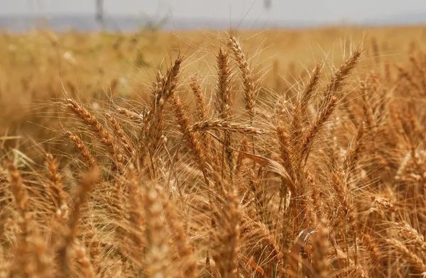 Global food prices rise 1.5% in September due to transport disruptions and El Niño