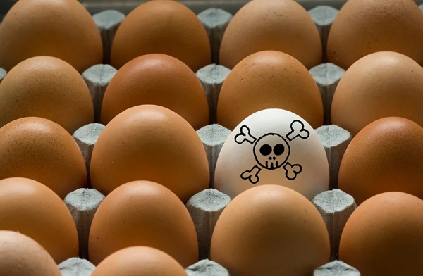 Belgium-origin Salmonella egg crisis triggers Europe-wide biosecurity alert