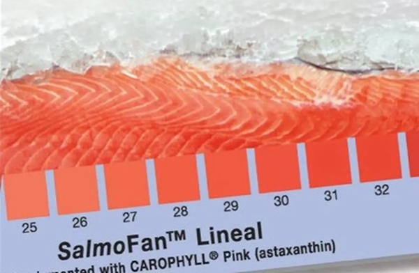 Digitalizing color measurement across the aquaculture value chain