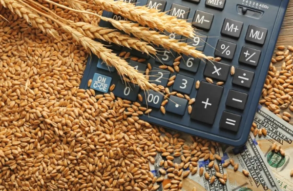 Turkey halts grain imports for 2026, shifts focus to exports following record production