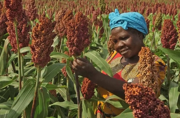 US Grains Council targets Nigeria’s feed market