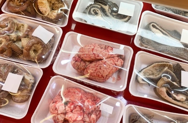 Global animal-source food supply quadruples in six decades