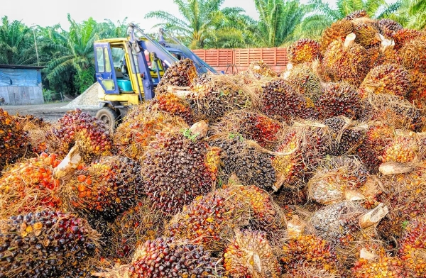 Palm oil market caught between biodiesel mandates and climate risks