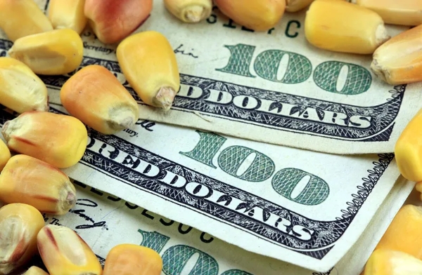 US yield cuts and climate risks push global corn prices to three-year high