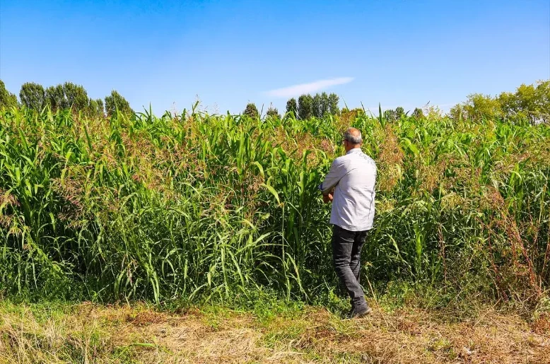 Double the yield of silage corn: Sorghum-sudangrass hybrid cuts feed costs