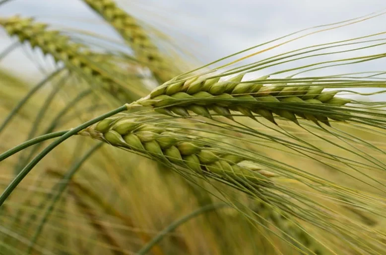 Türkiye anticipates record growth expected in key feed ingredients
