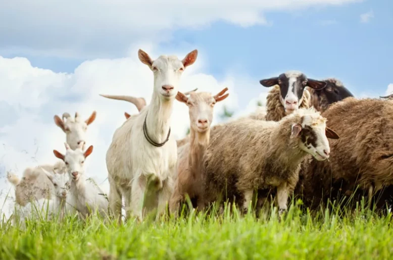 EU livestock numbers continue decade-long decline across key sectors