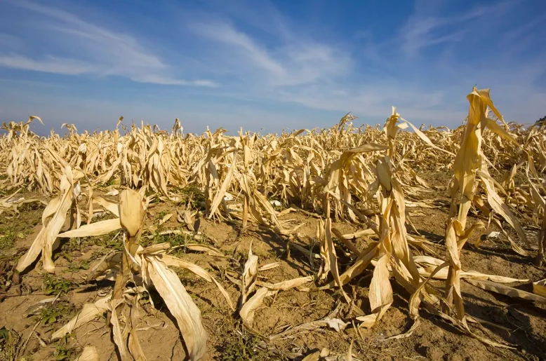EU drought alert: Maize imports projected to top 26 million tons
