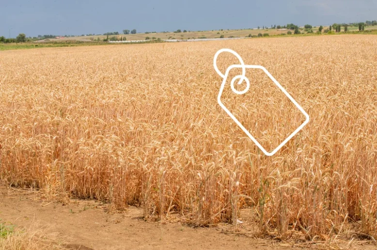 Global food prices hit 3.5-year high as cereal and oil markets tighten