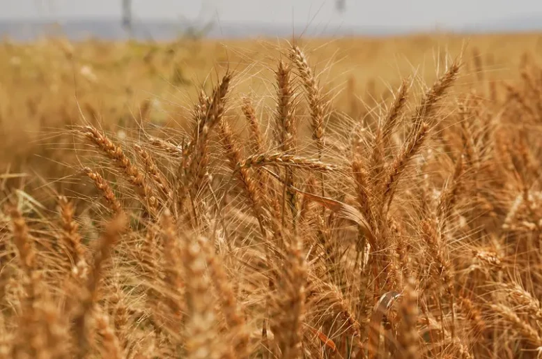 Global food prices rise 1.5% in September due to transport disruptions and El Niño