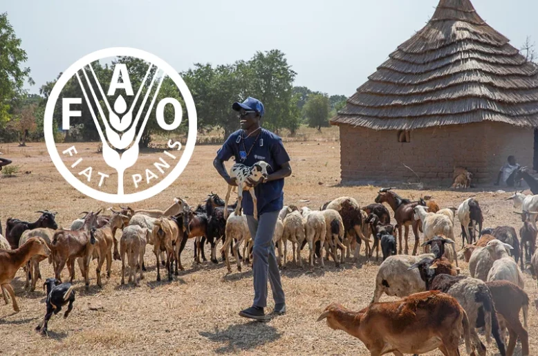 FAO launches new global model to curb transboundary animal diseases