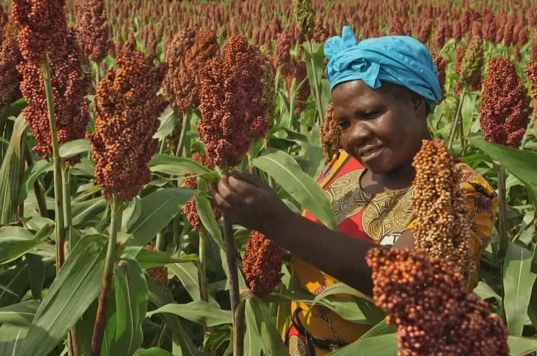 US Grains Council targets Nigeria’s feed market