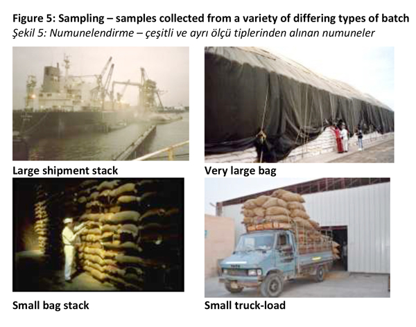Raymond_Coker_mycotoxins4_feed17